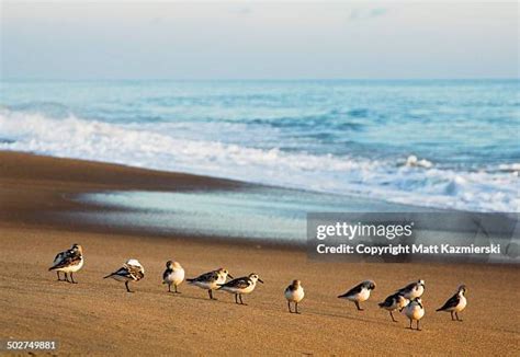 Kitty Hawk Beach Photos and Premium High Res Pictures - Getty Images