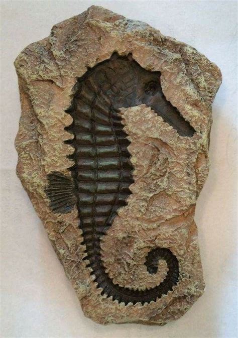 Pin by Cheryl Gunderson on Rocks, Gems, Minerals & Fossils | Pictures ...