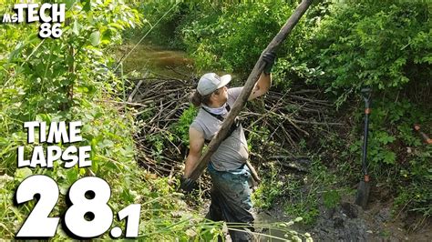 Beaver Dam Removal No.28.1 - Time-Lapse Version - Manual Beaver Dam Removal - YouTube