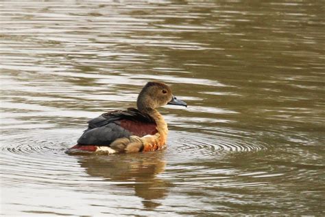 eBird Checklist - 29 May 2022 - Sukhna Lake--Regulatory End - 13 species