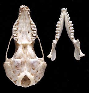 Common Mole skull with lower mandible (jaw) | Skull reference, Animal bones, Animal sketches