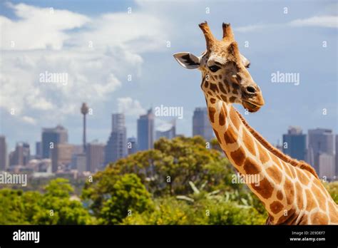 Taronga Zoo Giraffes Sydney Australia Stock Photo - Alamy