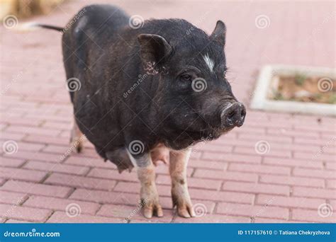 Wild Black Boar or Pig Close Up. Wildlife in Natural Habitat Stock Photo - Image of environment ...