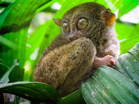 Philippine Tarsier and Wildlife Sanctuary Corella Bohol Philippines