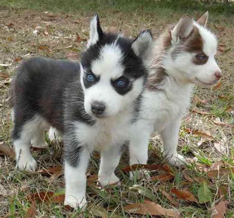 Adopt Miniature Husky | PETSIDI