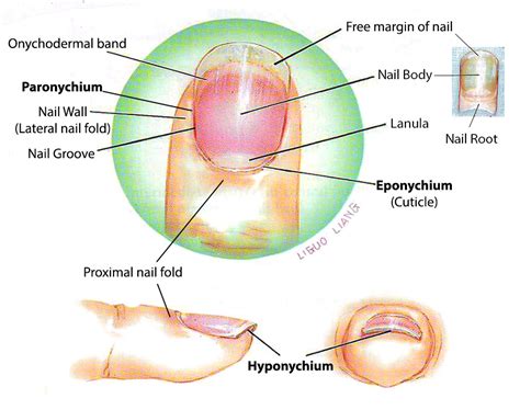 Nail Anatomy