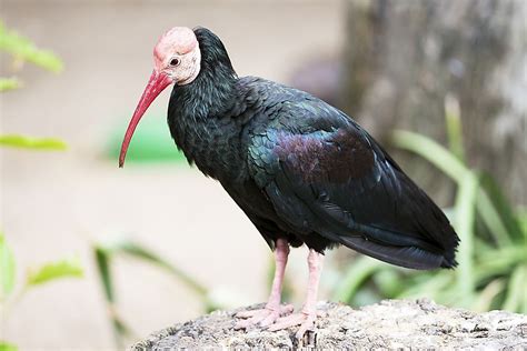 Endangered Birds of South Africa - WorldAtlas