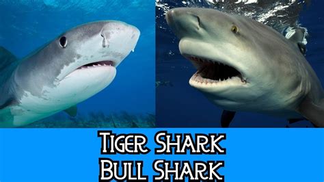 Tiger Shark & Bull Shark - The Differences - YouTube