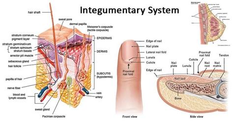 an image of the inside of a human body with labels on it and labeled in text