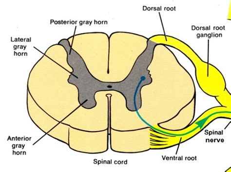 Spinal Cord