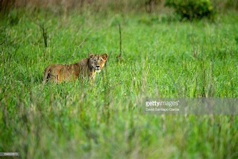 The Congo Lion | African wildlife, Congo, Lion