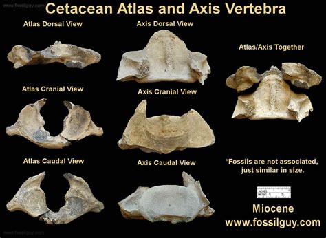 Fossil Vertebrate Identification for Calvert Cliffs of Maryland: Fossilguy.com | Vertebrates ...