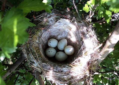 South Notts Ringing Group: May 2011