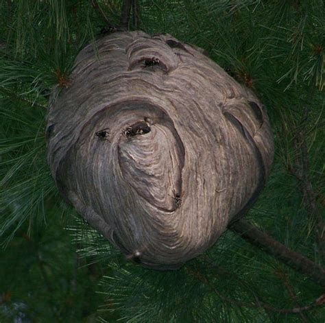 black hornet nest in tree - Elden Westmoreland