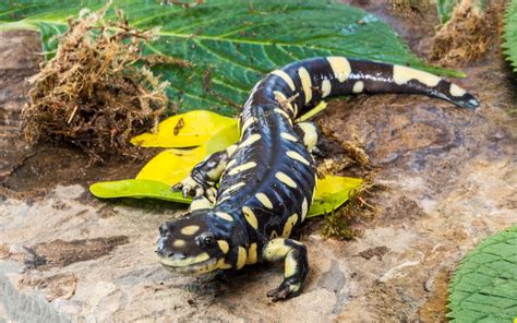 California tiger salamander - Lindsay Wildlife Experience