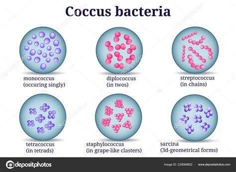 Arrangements of coccus bacterial microorganism in Petri dish. Stock ...