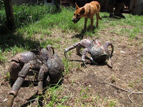 14 scary animals you may encounter in Australia