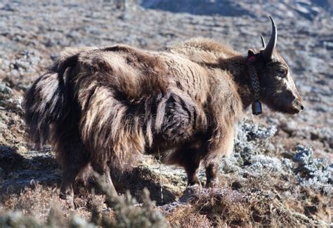 Dzo Yak in the Nepal Himalaya Stock Image - Image of bull, carriage: 115936919