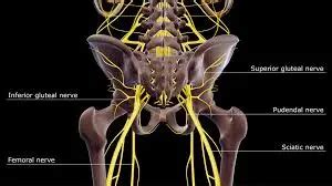 Pudendal Nerve - Anatomy, Course, Function