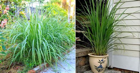 How to Grow Lemongrass in a Pot | Lemongrass Plant Care