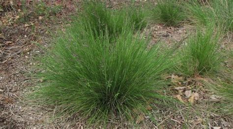 Tussock Grass 6" Pot - Hello Hello Plants & Garden Supplies