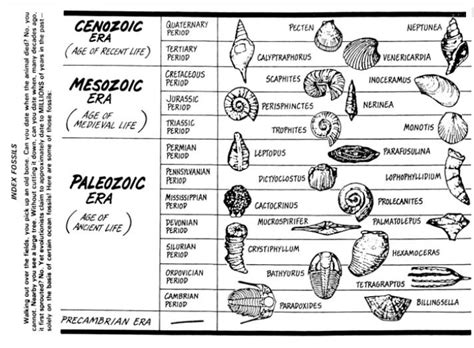 How To Identify A Fossil