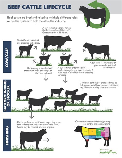 Beef Cattle Production and Lifecycle | Farm Credit of the Virginias