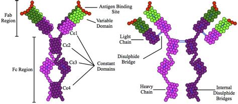 Types of Antibodies in Blood | Properties, Structures & Functions | BioExplorer