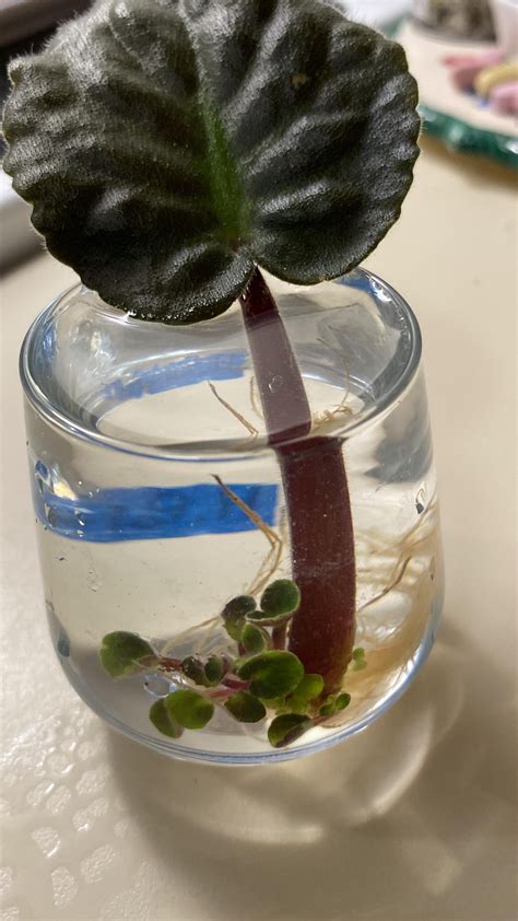 My attempt at water propagation of African violets : r/AfricanViolets