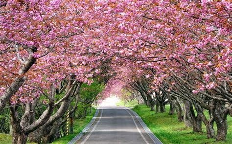 Cherry blossom trees beside grey asphalt road HD wallpaper | Wallpaper Flare