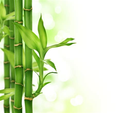 Green Bamboo Background Texture 02 by llexandro on DeviantArt