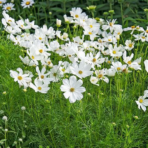 Cosmos bipinnatus 'Sonata White' | White Flower Farm