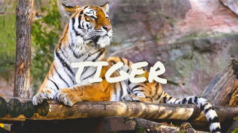 Animal Wildlife Documentary - Tiger Documentary - YouTube