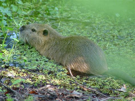 Threats to Wetlands - Wetlands (U.S. National Park Service)