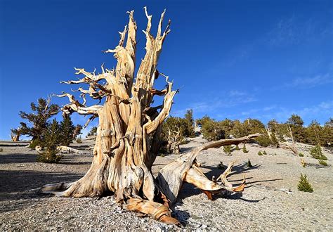 Where is the Oldest Tree in the World? - WorldAtlas.com