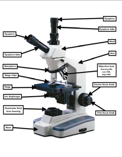 AnnaBaldreemicroscopy - How to Use a Microscope