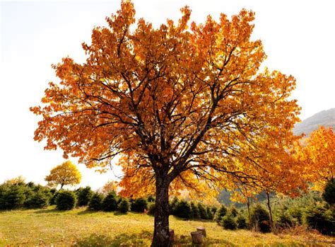 Oak tree in autumn stock photo. Image of natural, branch - 21963542