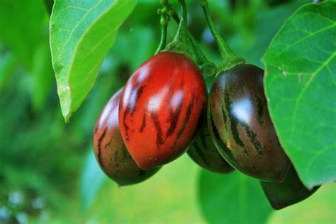 Tree Tomato Fruit Free Stock Photo - Public Domain Pictures