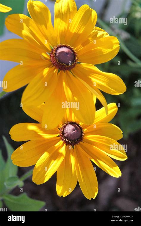 Black eyed susans Stock Photo - Alamy