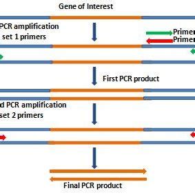 Nested PCR using two set of primers. | Download Scientific Diagram