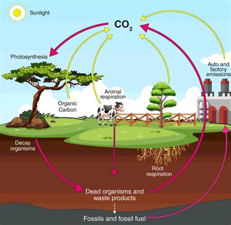 How do bacteria act as decomposers in carbon cycle?