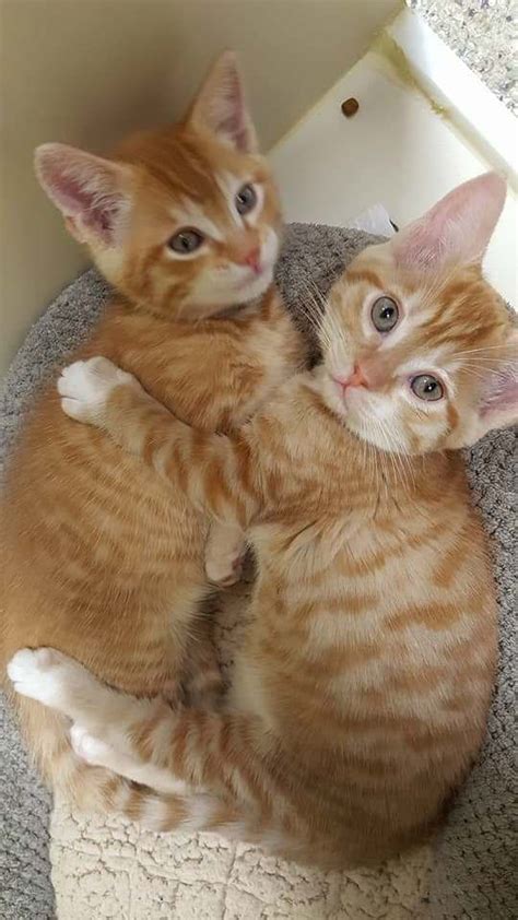 These two orange tiger kitties at the Humane Society where I volunteer.https://ift.tt/2Lcn1iR ...