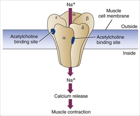 Acetylcholine Receptor Agonists | Basicmedical Key