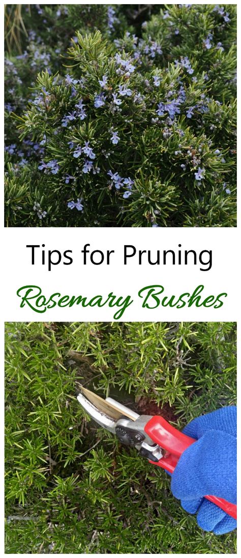 Pruning Rosemary - How and When to Prune Rosemary Plants & Bushes