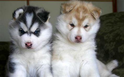 Puppy Cute: Siberian Husky Puppy