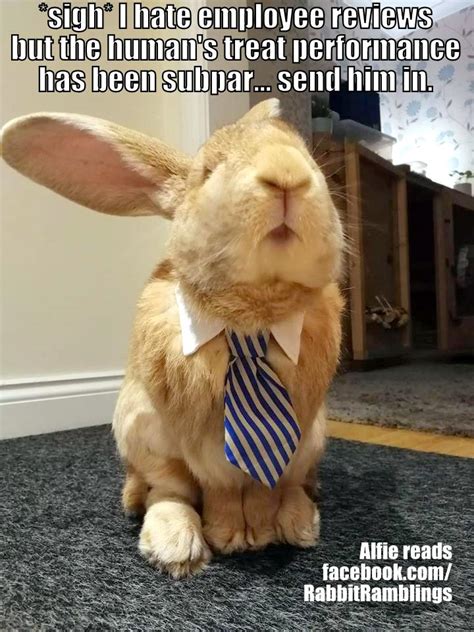 Rabbit Ramblings: Funny Bunny Monday Meme*day