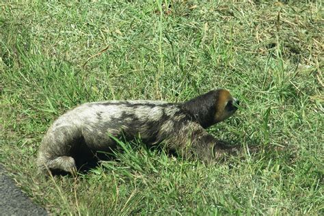 Free photo: Sloth, Lazy, Wild Animal, Guyana - Free Image on Pixabay - 1155844