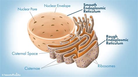 Endoplasmic Reticulum: Rough ER vs. Smooth ER | HowStuffWorks