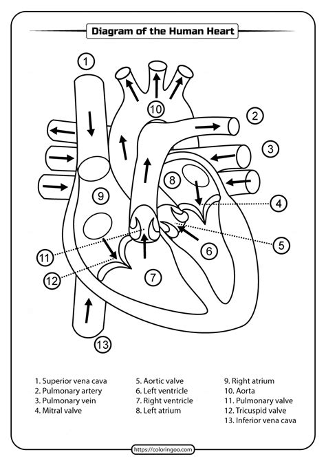 Heart Diagram Coloring Page