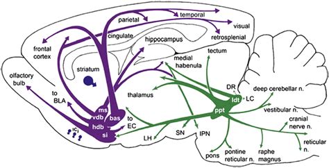 Cholinergic neurons and networks in the rodent CNS. bas, nucleus ...